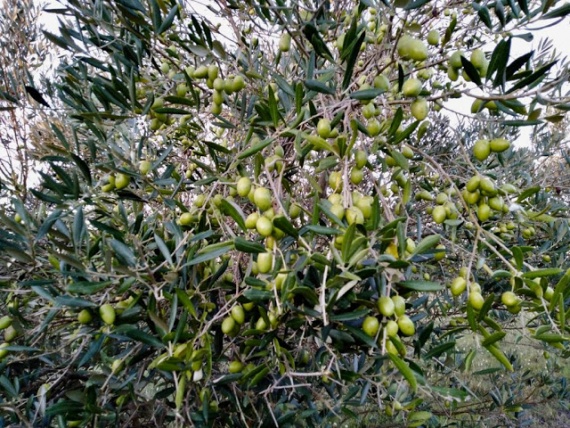 Aceite de Oliva uruguayo